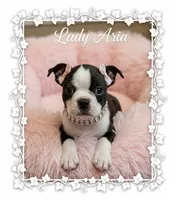 AKC Lady Aria of House of Hepley, a female Boston Terrier for sale in Roxana, IL – 1 of 8