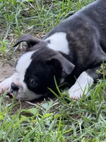 AKC Lady Aria of House of Hepley, a female Boston Terrier for sale in Roxana, IL – 7 of 8