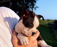 AKC Lady Aria of House of Hepley, a female Boston Terrier for sale in Roxana, IL – 5 of 8