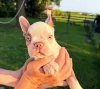 AKC Lady Evie of House of Hepley, a female Boston Terrier for sale in Roxana, IL – 4 of 9