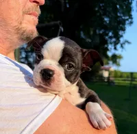AKC Lady Aria of House of Hepley, a female Boston Terrier for sale in Roxana, IL – 4 of 8
