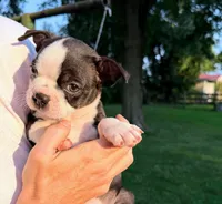 AKC Lady Aria of House of Hepley, a female Boston Terrier for sale in Roxana, IL – 3 of 8