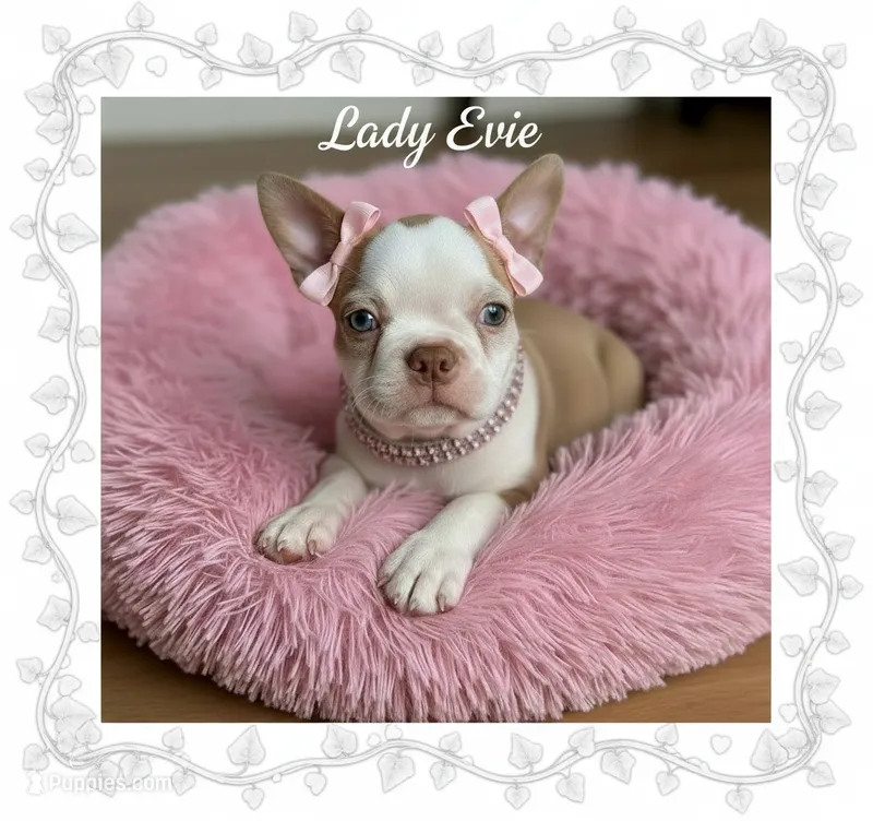 AKC Lady Evie of House of Hepley – Boston Terrier puppy for sale in Roxana, IL