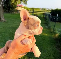 AKC Lady Evie of House of Hepley, a female Boston Terrier for sale in Roxana, IL – 2 of 9