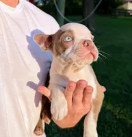 AKC Lady Evie of House of Hepley, a female Boston Terrier for sale in Roxana, IL – 8 of 9