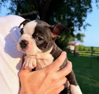 AKC Lady Aria of House of Hepley, a female Boston Terrier for sale in Roxana, IL – 8 of 8