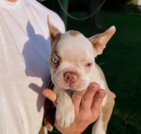 AKC Lady Evie of House of Hepley, a female Boston Terrier for sale in Roxana, IL – 7 of 9