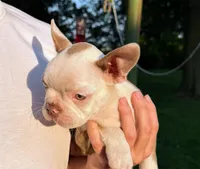AKC Lady Evie of House of Hepley, a female Boston Terrier for sale in Roxana, IL – 9 of 9