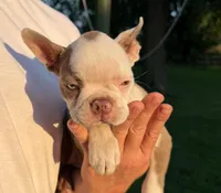 AKC Lady Evie of House of Hepley, a female Boston Terrier for sale in Roxana, IL – 5 of 9