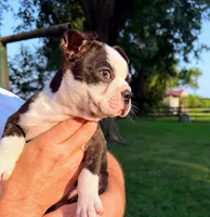 AKC Lady Aria of House of Hepley, a female Boston Terrier for sale in Roxana, IL – 2 of 8