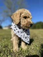 Mo, a male Goldendoodle for sale in Newnan, GA – Photo 4 of 4