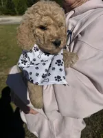 Mo, a male Goldendoodle for sale in Newnan, GA – Photo 2 of 4