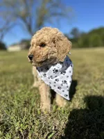 Mo, a male Goldendoodle for sale in Newnan, GA – Photo 3 of 4