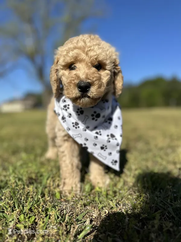 Mo – Goldendoodle puppy for sale in Newnan, GA