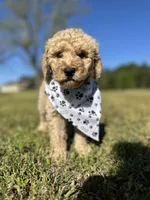 Mo, a male Goldendoodle for sale in Newnan, GA – Photo 1 of 4