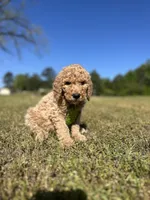 Rocky, a male Goldendoodle for sale in Newnan, GA – Photo 4 of 4