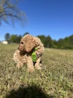Rocky, a male Goldendoodle for sale in Newnan, GA – Photo 3 of 4