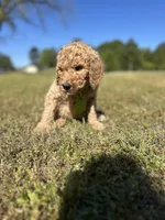 Rocky, a male Goldendoodle for sale in Newnan, GA – Photo 2 of 4