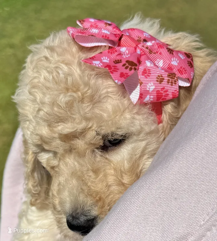 Bella – Goldendoodle puppy for sale in Newnan, GA