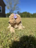 Rosey, a female Goldendoodle for sale in Newnan, GA – Photo 2 of 3