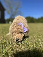 Rosey, a female Goldendoodle for sale in Newnan, GA – Photo 1 of 3