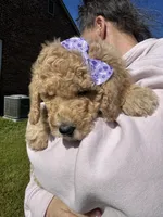 Rosey, a female Goldendoodle for sale in Newnan, GA – Photo 3 of 3
