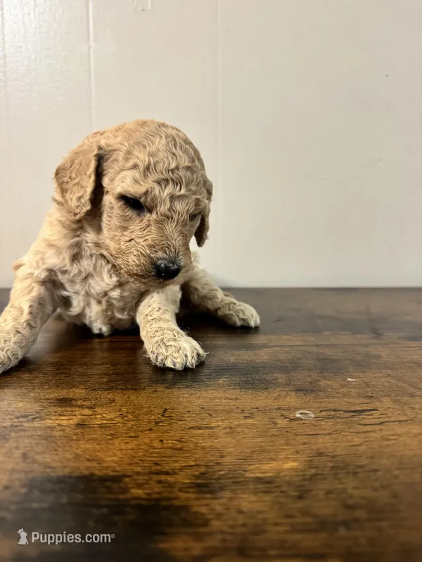 Rocky – Goldendoodle puppy for sale in Newnan, GA