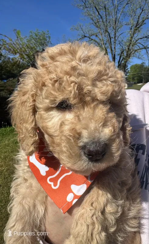 Lucky – Goldendoodle puppy for sale in Newnan, GA