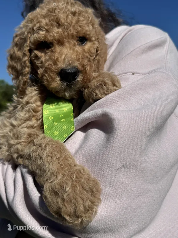 Lucky – Goldendoodle puppy for sale in Newnan, GA