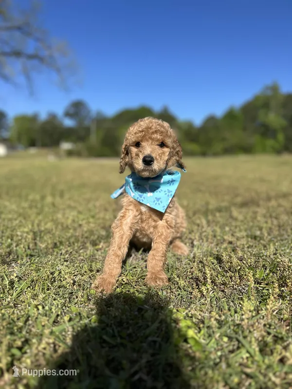 BoBo – Goldendoodle puppy for sale in Newnan, GA