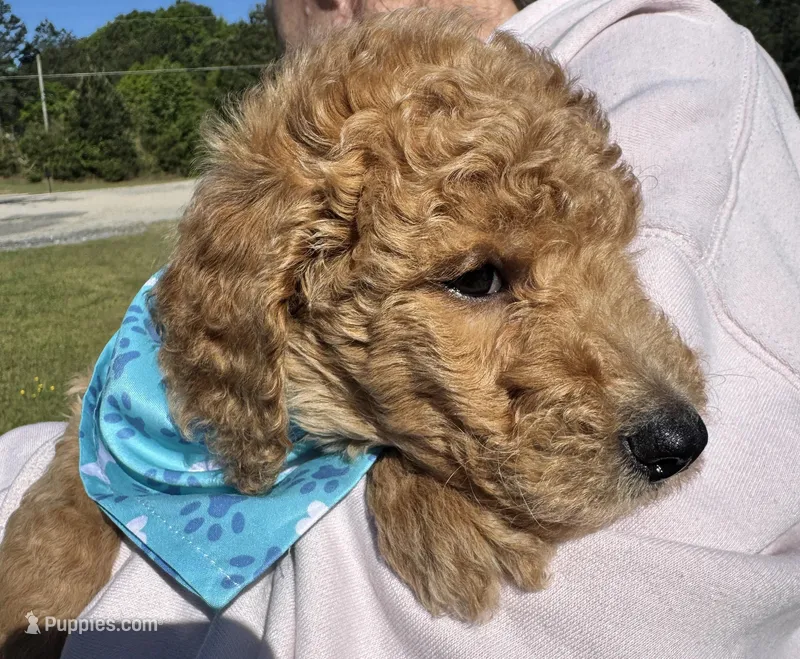BoBo – Goldendoodle puppy for sale in Newnan, GA
