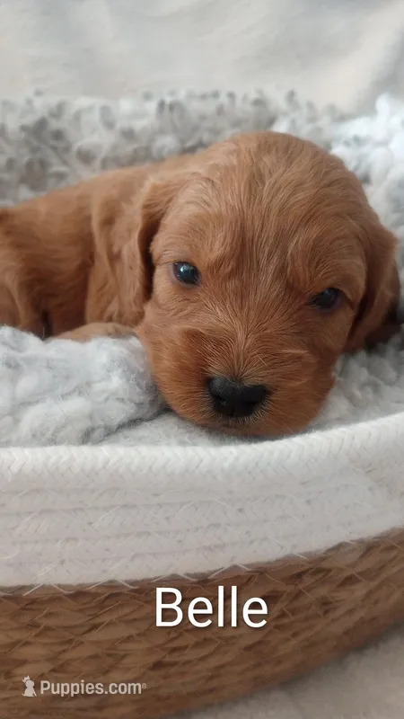 Belle – Cockapoo puppy for sale in Boise, ID