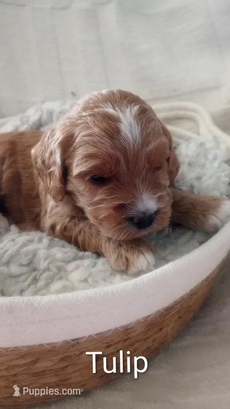 Tulip – Cockapoo puppy for sale in Boise, ID