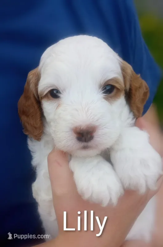 Lilly – Cockapoo puppy for sale in Boise, ID