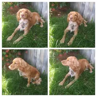 Lilly, a female Cockapoo for sale in Boise, ID – Photo 3 of 3