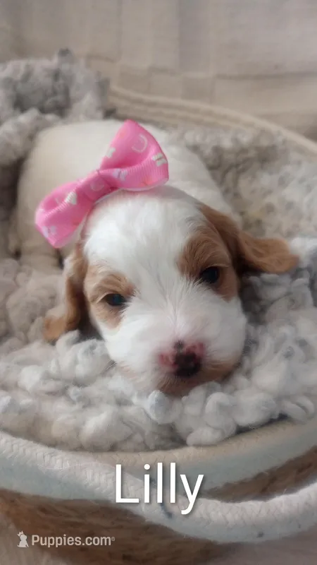 Lilly – Cockapoo puppy for sale in Boise, ID