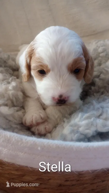 Stella – Cockapoo puppy for sale in Boise, ID