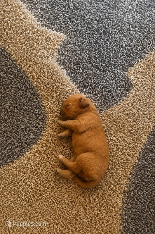 Daisy – Golden Retriever puppy for sale in Bakersfield, CA