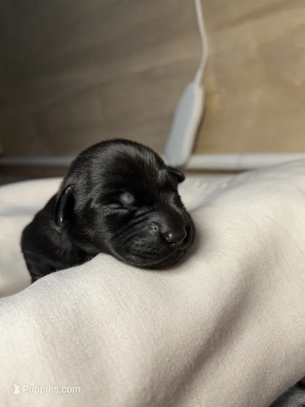 Cash – Labrador Retriever puppy for sale in Jacksonville, FL