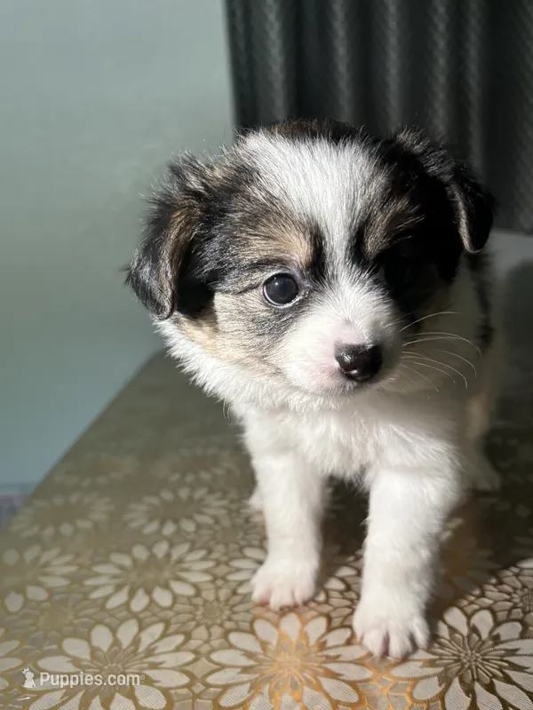 Bella – German Spitz, Pomeranian puppy for sale in North Hollywood, CA