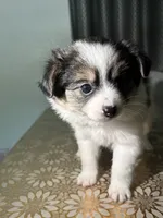 Bella, a female German Spitz and Pomeranian for sale in North Hollywood, CA – 1 of 4