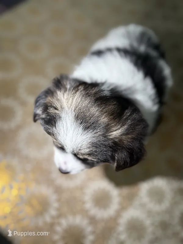 Hailey  – German Spitz, Pomeranian puppy for sale in North Hollywood, CA