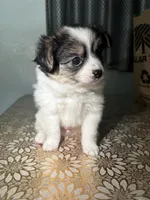 Hailey , a female German Spitz and Pomeranian for sale in North Hollywood, CA – 3 of 4