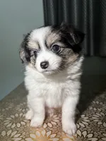 Hailey , a female German Spitz and Pomeranian for sale in North Hollywood, CA – 4 of 4