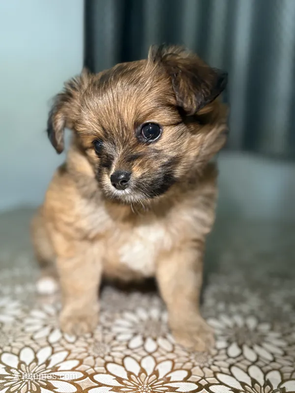Sampson – German Spitz, Pomeranian puppy for sale in North Hollywood, CA