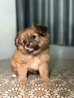 Sampson, a male German Spitz and Pomeranian for sale in North Hollywood, CA – 3 of 4