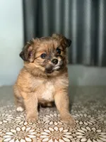 Sampson, a male German Spitz and Pomeranian for sale in North Hollywood, CA – 4 of 4