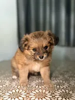 Sampson, a male German Spitz and Pomeranian for sale in North Hollywood, CA – 2 of 4