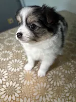 Hailey , a female German Spitz and Pomeranian for sale in North Hollywood, CA – 2 of 4