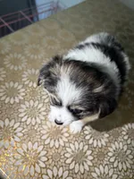 Bella, a female German Spitz and Pomeranian for sale in North Hollywood, CA – 2 of 4